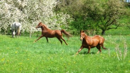 Fr&uuml;hjahr 2008